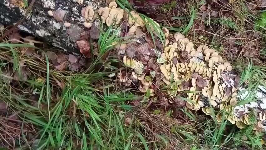 The video shows a close-up, low-angle shot of a fallen birch log covered in clusters of shelf mushrooms. The log is lying on the ground amidst fallen leaves and tall green grass. The mushrooms are predominantly light brown and beige, with some appearing lighter yellow or white. Their shapes are varied, with many showing a fan-like or bracket-like structure. The camera pans slowly across the log, highlighting the texture of the bark and the dense growth of fungi. In the upper right corner, a small portion of a person's legs wearing a pink boot and dark pants is visible, indicating someone is in the vicinity of the log. The overall environment appears to be a wooded or forest floor, likely in autumn given the fallen leaves. The lighting suggests it is daytime, possibly overcast.