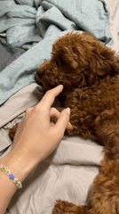 Evening playtime with brown poodle captured in Sofia bedroom