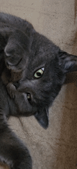 Cat photography session in Krasnodar captures white and gray felines