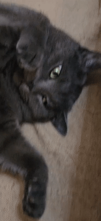 Cat photography session in Krasnodar captures white and gray felines