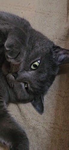 Cat photography session in Krasnodar captures white and gray felines