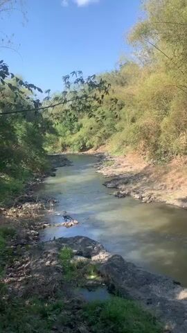 A still shot of a shallow, slow-moving river with muddy banks, surrounded by lush green foliage and bamboo trees under a clear blue sky. The water is murky and reflects the sky and surrounding vegetation. The riverbed is rocky and uneven, with some exposed areas of dry earth. A fallen branch with leaves hangs over the water from the left bank. The overall impression is of a tranquil, natural environment.