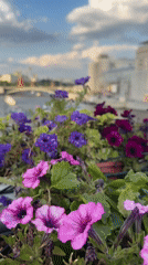 Flowers, gold domes, and souvenirs by the Moscow riverbank