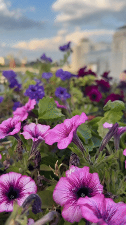 Flowers, gold domes, and souvenirs by the Moscow riverbank