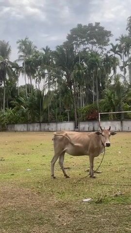 A light brown cow stands in a grassy field, tethered by a rope around its neck. The cow is facing the camera and appears to be moving slightly. In the background, a line of tall palm trees forms a dense border, beyond which is a white wall and a glimpse of what may be a sports field with a goalpost. The sky is overcast. The overall impression is of a rural or semi-rural environment.