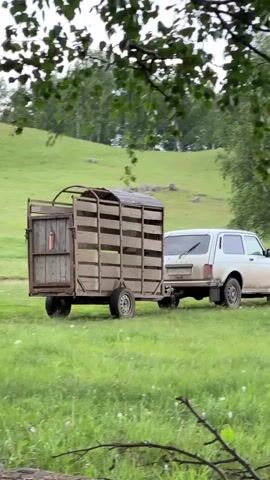 A trailer with wooden slats and a metal roof, attached to a white car, sits in a grassy field. The trailer has a closed wooden door on the left side, with an orange tag visible on it. The car is parked to the right of the trailer, facing away from the camera. The background consists of a green, rolling hill with scattered trees and some white flowers in the grass. The sky is overcast.