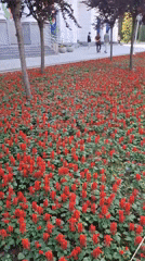 Youth soccer game observed in flower-lined park setting