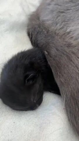 This video shows a close-up view of a mother cat, a Scottish Fold with grey fur, nestled with her newborn black kitten. The kitten is nestled against the mother's body and appears to be nursing. The mother cat's face is visible, with her golden eyes looking down at the kitten. The background is a soft, light-colored surface, possibly a blanket or bedding. The lighting is soft and natural. The video appears to be shot from a slightly elevated angle.