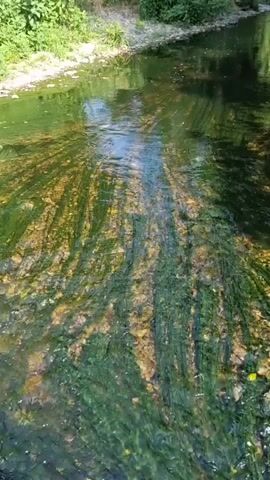 A camera perspective, looking down at a flowing body of water, likely a river or stream, moves slightly downwards. The water is clear, allowing visibility of the rocky riverbed beneath, which is covered in dense, green aquatic vegetation. The plants are long and thin, appearing to sway with the current. Sunlight reflects off the water's surface, creating bright, shifting patterns. The banks of the waterway are visible on either side, densely lined with green trees and foliage. The overall impression is a serene natural scene, emphasizing the movement and life within the water.
