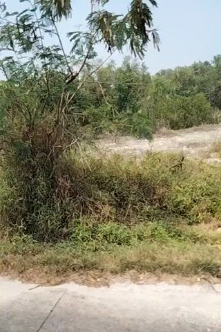 The video shows a low-angle, sideways perspective of a dirt path bordered by vegetation. On the left, there are trees, some with white bark. On the right, there is grass and dry brush. The path appears to be unpaved, with a light gray road or path visible on the far right. The scene is outdoors, likely during the daytime, with a clear sky suggested by the lighting. The camera appears to be moving, possibly from a vehicle or while walking. There are no people or distinct objects visible in the frame.