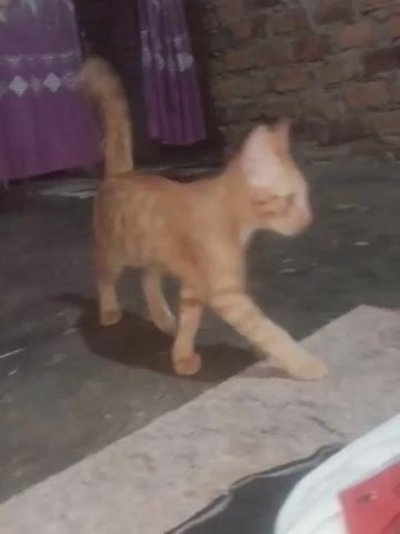 The video shows a blurry, orange tabby cat in a room. The cat is stretching or climbing on a surface, possibly a bed or a couch, which is covered with blankets or clothes. The cat's body is mostly visible, with its paws extended. The background shows a brick wall on the left side and some indistinct objects. The lighting appears dim. The video is very short and the motion is rapid, causing blur.
