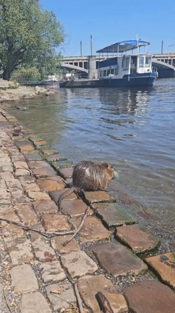 Prague street life: nutria, busker, tourists observed Sunday morning