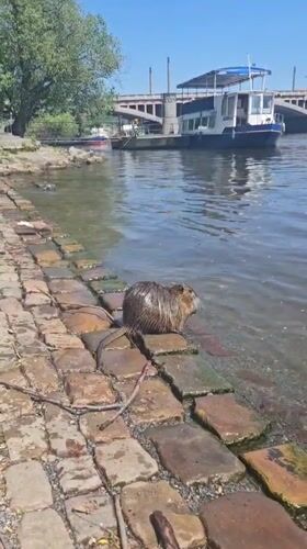 Prague street life: nutria, busker, tourists observed Sunday morning