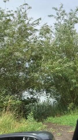 The video shows a view through a car window, looking out at dense green foliage, likely trees and reeds, on a cloudy day. The plants are swaying significantly, suggesting wind. There appears to be a dirt path leading into the vegetation, and a body of water or clearing is visible in the distance through a gap in the foliage. The lower portion of the video shows the edge of the car's interior, specifically the side mirror and a portion of the dashboard or door panel.