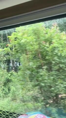 The video shows a view from inside a moving vehicle, looking out a window at a lush green landscape. The scene features dense foliage and numerous tall, slender trees with light-colored trunks, possibly indicating a rubber tree plantation or similar forest. The foreground consists of thick green bushes and grass, with the background filled by the trees. The vehicle appears to be moving at a moderate speed, causing a slight blur in the motion of the nearby vegetation. Towards the end of the clip, partial red text "CƯ" on a white background is briefly visible through the trees, likely part of a sign or building. The lighting suggests it is daytime, possibly overcast or recently rained. The location is Tân Cảnh, Vietnam.