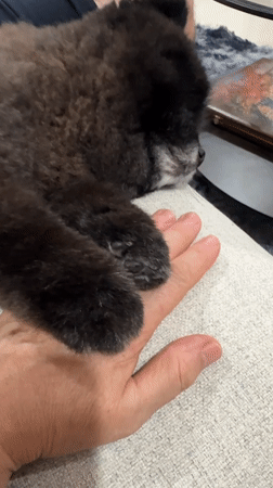 Person documents quiet afternoon with pet dogs in Thailand home