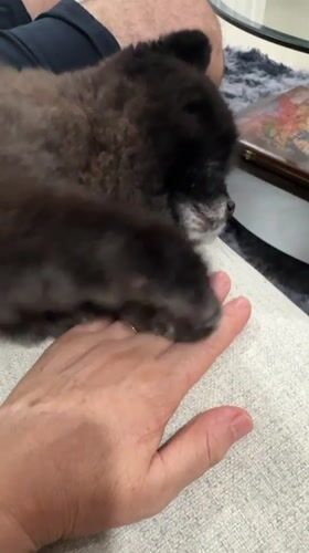 Person documents quiet afternoon with pet dogs in Thailand home