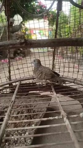 A bird is perched inside a cage. The cage is made of wire mesh and has a metal frame. The bird is small and brown with some stripes on its neck. It is looking to the left. The background is blurred, but it appears to be an outdoor environment with some greenery and what looks like a building in the distance. There is also some sand or dirt on the floor of the cage. The lighting is natural, suggesting it is daytime.