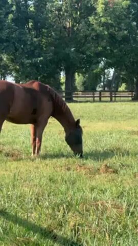 A chestnut horse is eating grass in a field. The horse is wearing a black fly mask. The field is green and there are trees in the background. There is also a wooden fence in the background. The sun is shining.