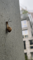 Amsterdam resident captures snail encounter and dinner moments