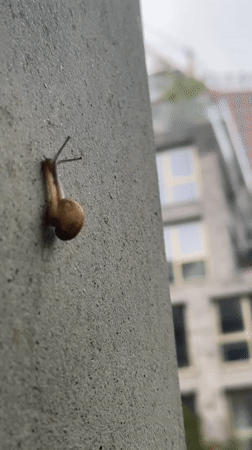 Amsterdam resident captures snail encounter and dinner moments