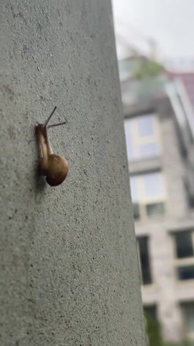 Amsterdam resident captures snail encounter and dinner moments