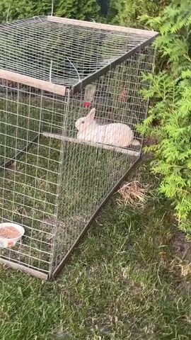 The video shows a white rabbit inside a large wire cage. The cage is situated on a grassy area, with some green foliage visible in the background. The rabbit is the primary subject, and it appears to be resting or moving within its enclosure. The scene is set outdoors, likely in a yard or garden, given the grass and plants.

The activity depicted is simple observation of the rabbit in its habitat. The camera moves around the cage, offering different perspectives of the rabbit and its surroundings. There are no people visible in the video.

Notable details include the presence of a water bottle attached to the inside of the cage. The lighting suggests it is daytime, possibly late afternoon or early evening, given the soft shadows. The weather appears to be pleasant, with no signs of rain or strong wind. The location cues, such as the type of greenery, are consistent with a rural or suburban setting in Ukraine. There is no discernible text in the video. The overall mood is calm and peaceful, focused on the animal.