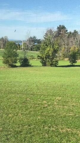 A bright, sunny day with a clear blue sky is depicted in this video. The foreground is dominated by a lush, green grassy field, likely a lawn or pasture. Beyond the field, a line of trees stands tall, some with green leaves and others with autumnal colors, suggesting the season is either late summer or early fall. In the distance, a body of water, possibly a lake or ocean, is visible, with hills or mountains forming the horizon. The scene appears to be a rural or suburban landscape, possibly with a house or buildings out of frame. There are no people or animals visible in the video.