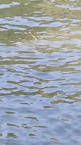 A fishing float bobs on the surface of rippling water. The float is mostly yellow with red and green accents. The water's surface reflects green foliage from an unseen source.