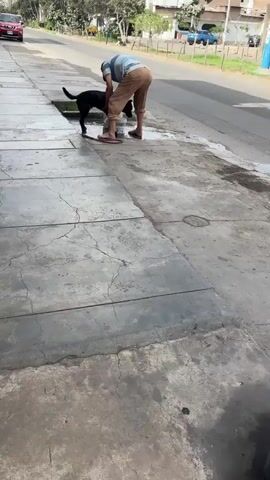 A man wearing a striped shirt and tan pants is washing a black dog. The man is crouched down next to the dog, and he is using a white bucket to pour water on the dog. The dog is standing in a puddle of water, and it appears to be enjoying the bath. The scene is set on a sidewalk next to a street. There are trees and buildings in the background.
