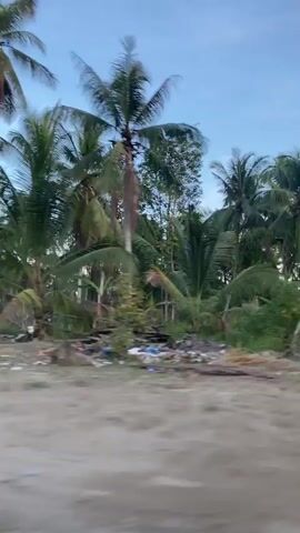 The video appears to be shot from a moving vehicle, likely a car, driving past a tropical landscape. The scene is dominated by numerous tall coconut palm trees, closely spaced and lining the roadside. The undergrowth consists of green vegetation, including grass and some smaller banana trees. The sky is visible through the gaps in the palm fronds, appearing light blue. A small pile of debris can be seen near the road at the start of the video. The overall impression is that of a tropical environment with lush vegetation.