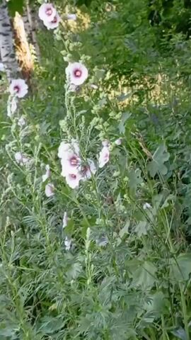 The video pans across a garden area filled with tall, slender plants topped with pale pink flowers. The flowers have a darker pink center and appear to be hollyhocks. Behind the flowers, a birch tree with white and black bark is visible on the left. The background is a dense area of greenery, with trees and foliage creating a shaded, naturalistic setting. Sunlight filters through the leaves, casting dappled light on the scene.