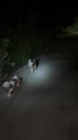Two dogs on leashes are walking down a dirt path at night. The dogs are light brown and white. A flashlight beam illuminates the path and the dogs. In the distance, a third, darker animal with glowing eyes, possibly a fox, is walking in the same direction as the dogs. The environment is dark with some foliage visible on the left side of the path. The camera is moving, following the dogs.