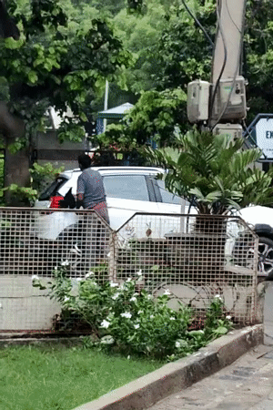 Gurgaon street life: animals, commuters, and overcast skies