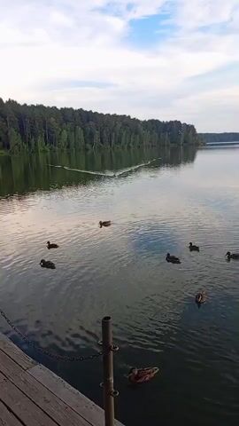 The video shows a wide shot of a lake with a wooden dock in the foreground. A line of trees borders the far side of the lake, and the sky above is partly cloudy. Several ducks are swimming on the water. The camera is positioned on the dock, looking out over the lake. The lighting suggests it is daytime, possibly late afternoon or early evening. There are no people visible in the video.