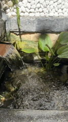 Street-level details and aquatic life in Nha Trang Ward