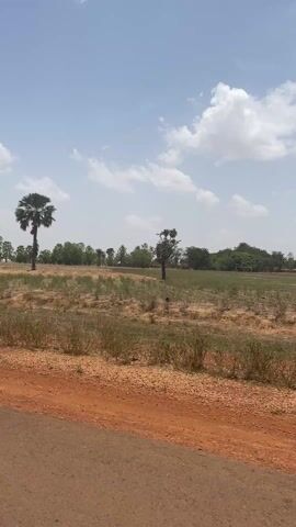The video depicts a rural landscape on a sunny day with a partly cloudy sky. In the foreground, a dirt road is visible. Beyond the road, the landscape features dry, reddish-brown soil covered with sparse vegetation. A single palm tree stands prominently in the middle of the scene, with other trees and some greenery visible in the background. In the distance, a faint outline of what appears to be a soccer field can be discerned. The overall impression is that of a dry, open area in a tropical or subtropical environment.