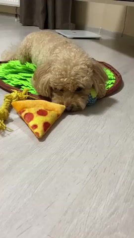 A tan poodle lies on its stomach on a green and brown mat. A pizza-slice toy is in front of the dog. The dog's head is down, resting on a ball. The dog's nose is very close to the pizza toy. The floor is a light wood grain.