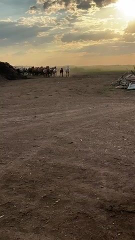 A herd of horses is being moved across a dusty dirt field at sunset. The horses are led by a person on a white horse, and another person is visible in the distance behind the herd. The sky is filled with dramatic clouds, with the sun setting behind them, casting a warm glow over the scene. A large pile of what appears to be compost or manure is on the left side of the frame, and some debris is piled up on the right side. The ground is dry and dusty, with tire tracks visible in places.