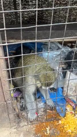 A monkey is confined within a small, dirty metal cage. The bottom of the cage is filled with various pieces of trash, including blue plastic bags, paper, and other debris. The monkey, likely a vervet monkey given its appearance, has grey fur, a black face, and distinctive white fur around its face and chest. It sits quietly, occasionally shifting its gaze, and appears to be in a distressed or somber state, with its eyes looking somewhat sad. The lighting suggests an indoor or sheltered environment. The scene takes place in Gyellesu, Nigeria.