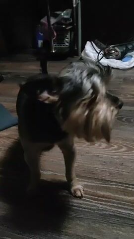A small black and tan dog with a docked tail is standing on a wooden floor and shaking its head vigorously. The dog's body is mostly black, with tan markings on its face and legs. The background is dark and cluttered with various objects, including what appears to be a metal rack, some white cloth items, and electronic equipment. The lighting is dim, creating shadows on the floor. A second animal, possibly a cat, enters the frame from the right in the later frames, and the dog briefly interacts with it.
