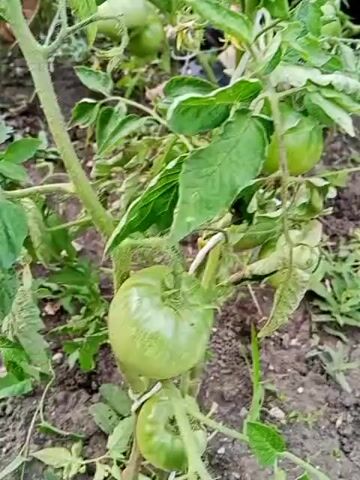 A medium shot captures an outdoor scene of a tomato plant with several unripe green tomatoes and lush green leaves. The plant is growing in soil amidst other vegetation and appears to be staked with white twine. In the background, a person's legs are visible, wearing dark pants. Further in the background, another person's hand is reaching out towards the plants. The video focuses on the tomato plant and its fruits.