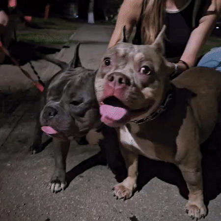 Evening walk with pit bulls through a Ulyanovsk park