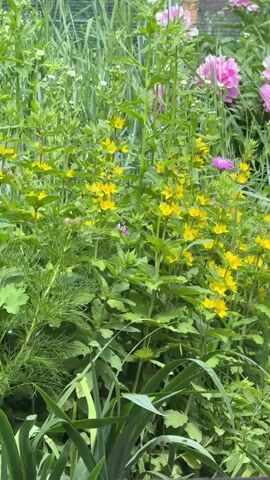 The video displays a vibrant garden scene dominated by a dense cluster of tall green plants adorned with numerous small, bright yellow flowers, gently swaying. In the upper right background, several large, lush pink flowers, resembling peonies, are visible. One distinct purple flower stands out among the yellow blooms, positioned slightly above the center of the frame. Various other green foliage and grasses fill the surrounding areas, with some smaller white flowers discernible on the left side of the background. The scene is brightly illuminated, suggesting natural daylight.