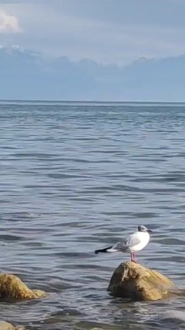 A single seagull is perched on a rock in the water, facing right. The bird is predominantly white with black wingtips and a grey back. The water is calm with gentle ripples, and in the background, distant mountains are visible under a pale blue sky. Another seagull can be seen flying in the distance to the right. The foreground shows other rocks submerged in the shallow water. The camera is stationary, capturing the serene coastal scene.