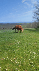 Cattle graze peacefully in Bulgarian pasture near Varshilo