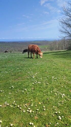 Cattle graze peacefully in Bulgarian pasture near Varshilo