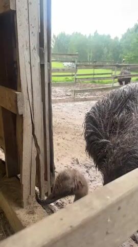 The video shows an ostrich in a barn. The ostrich is pecking at something on the ground near a wooden trough. The barn appears to be made of wood and has a dirt floor with straw scattered around. The ostrich is black and has a long neck and legs. The video is shaky and the lighting is dim.