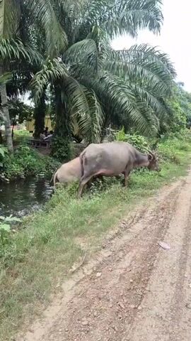 Two water buffaloes, one lighter brown and the other darker gray, walk along a dirt road lined with lush green grass and palm trees. A small ditch of water runs alongside the road on the left. In the distance, more water buffaloes can be seen walking down the road. The sky is cloudy.