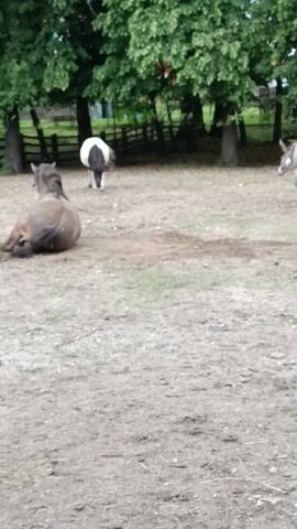 A video displays a brown horse in a field with a black and white piglet and a gray donkey in the background. The horse is lying on its side and rolls over. The piglet walks towards the horse, and the donkey grazes in the distance. The field is dry and dusty, with trees and a fence in the background. The video is shot vertically, with the top of the frame showing the trees and the bottom showing the field.